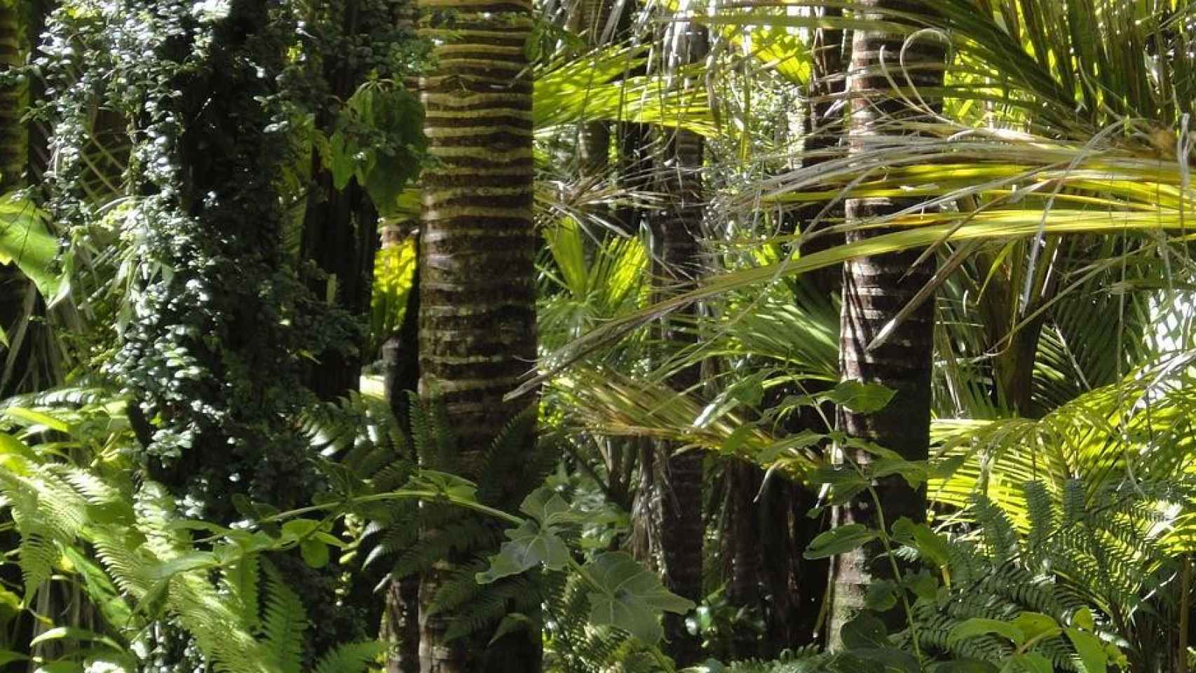 Según una investigación de la Universidad Autónoma de Barcelona la Amazonia está llena de plomo / PIXABAY