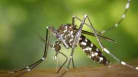 Picadura del mosquito tigre