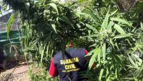 Un agente de la Guardia Civil en una plantación de marihuana / EFE