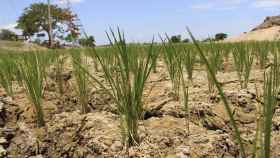 La tierra seca por la falta de lluvias en un campo español / EFE