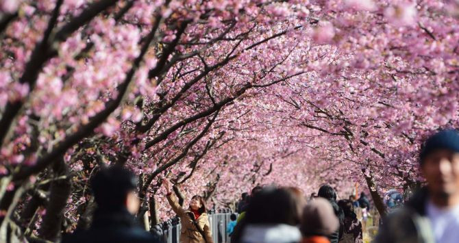 Los japoneses organizan una agradable velada bajo los cerezos en flor