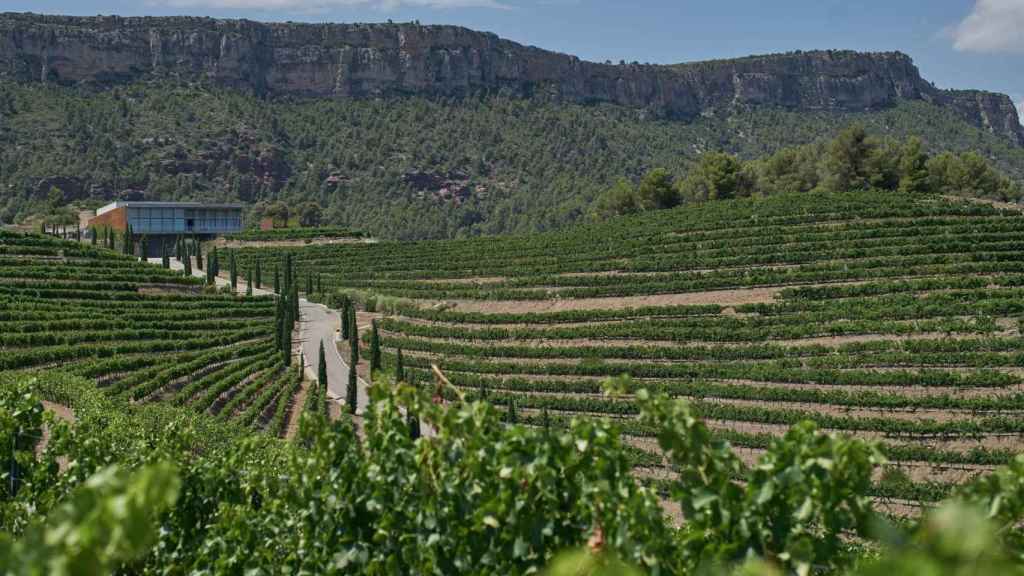 Las plantaciones de vino y cava durante la crisis del Covid-19 de 2020 han sufrido una caída en ventas ante el cierre de la hostelería. En la imagen un campo de viñas en Cataluña / TORRES - EUROPA PRESS