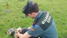 Un agente de la Guardia Civil acaricia a una cría de perro / CD