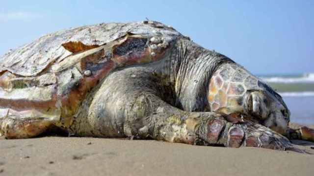 La tortuga varó en una playa de Calella