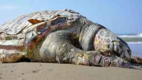 La tortuga varó en una playa de Calella