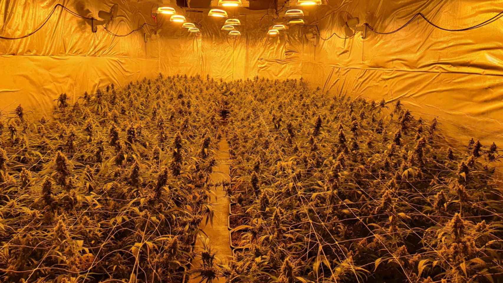 La plantación de marihuana desmantelada en Molins, cuyos responsables huyeron por los tejados y dos cayeron al vacío / GUARDIA URBANA DE MOLINS DE REI
