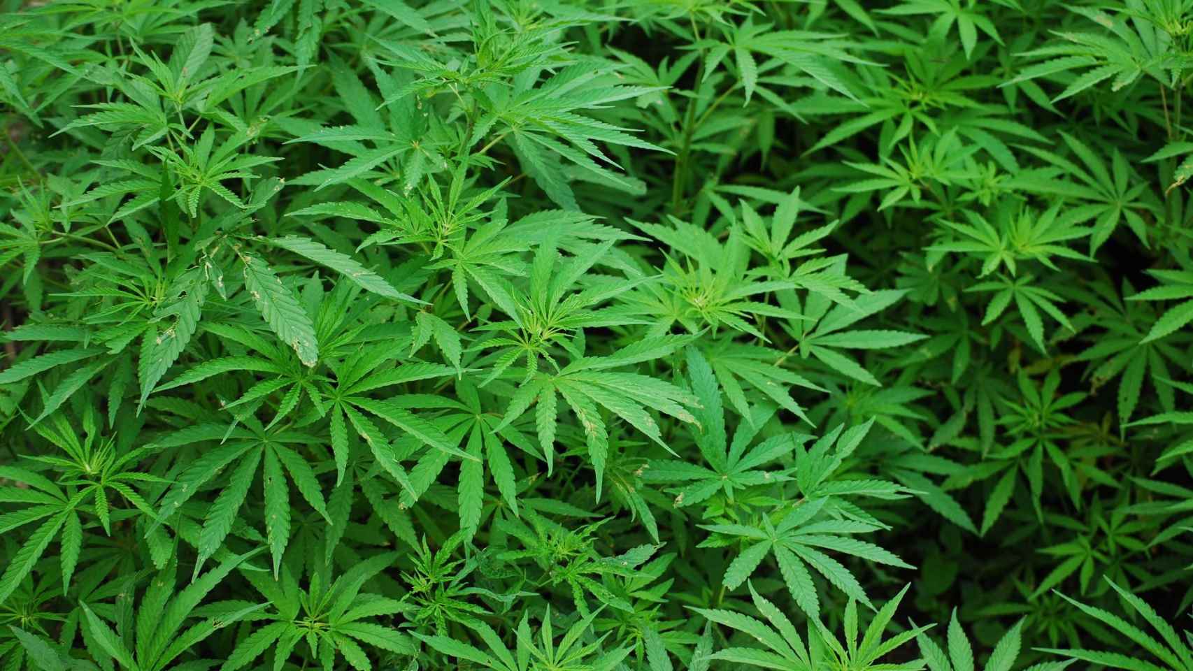 Una plantación de marihuana / CG