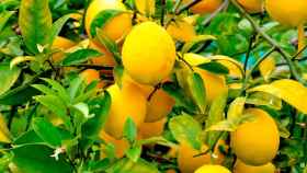 Imagen de un árbol limonero