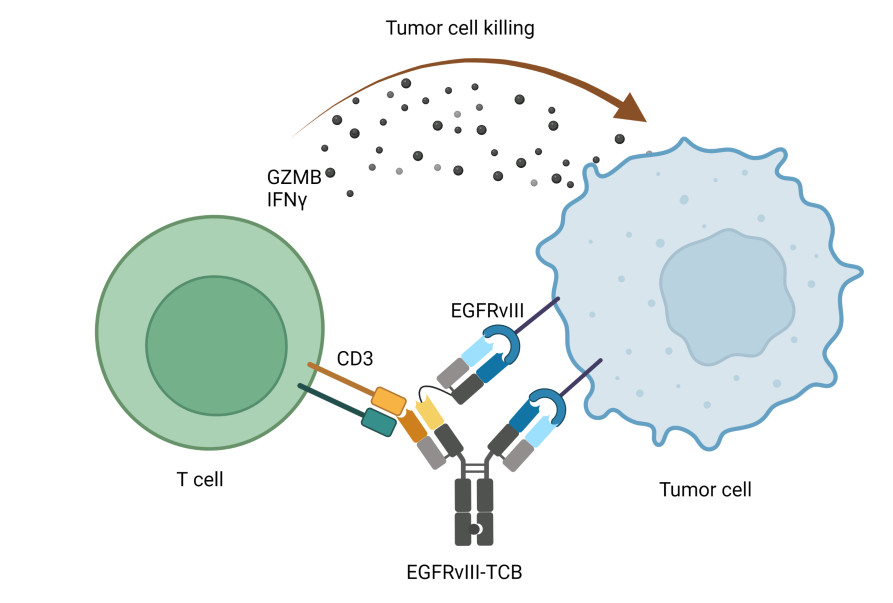 EGFRvIII TCB recluta células T CD3+ en las proximidades de las células tumorales que expresan EGFRvIII para inducir citotoxicidad / VHIO