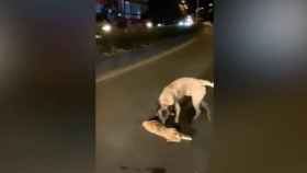 Un perro trata de salvar a un gato tirado en la carretera / TIKTOK