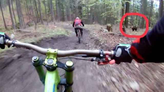 El oso quiso atacar al ciclista durante un descenso en bici