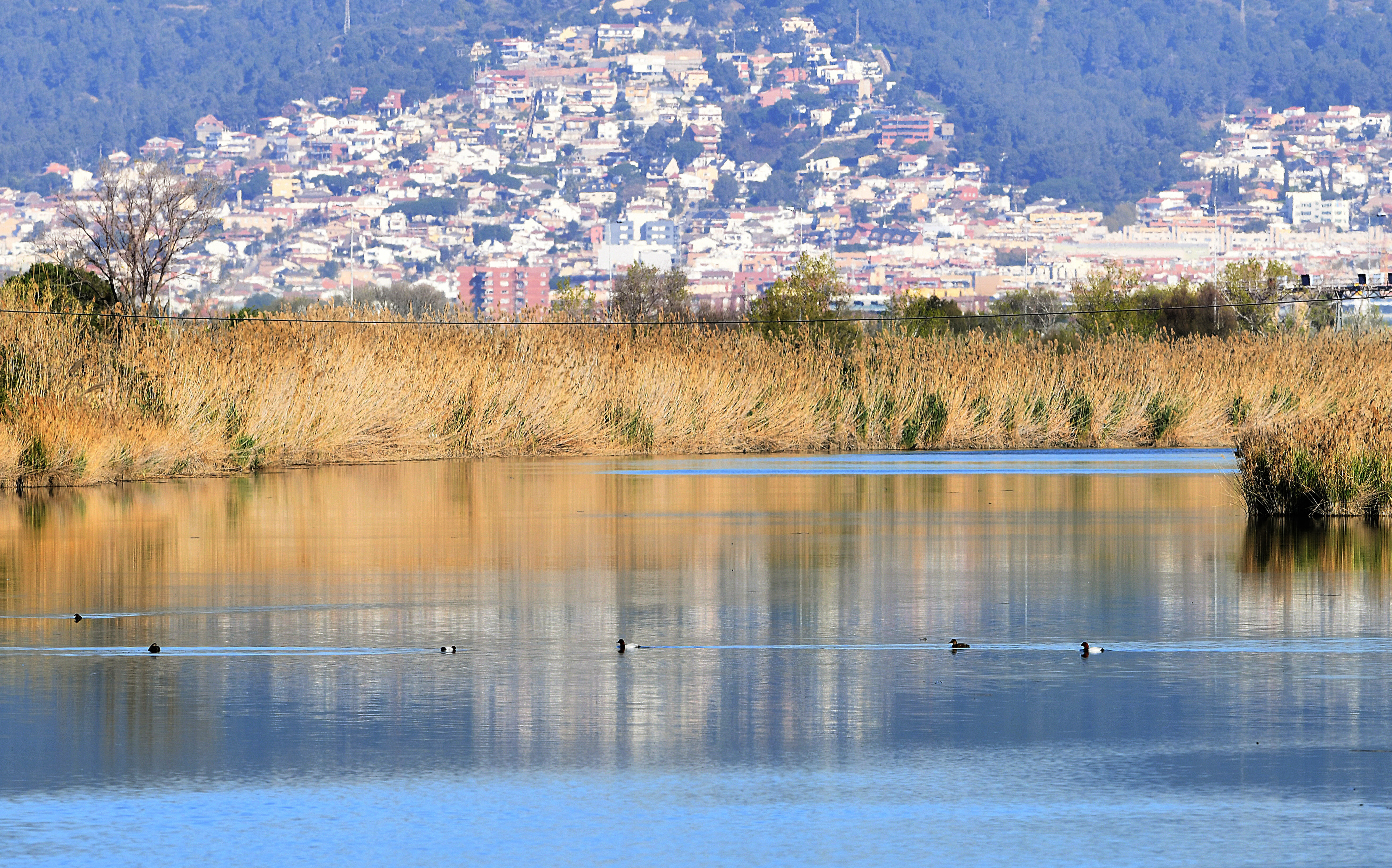 El medio natural se fusiona con las zonas urbanas, como en el Delta del Llobregat / AMB