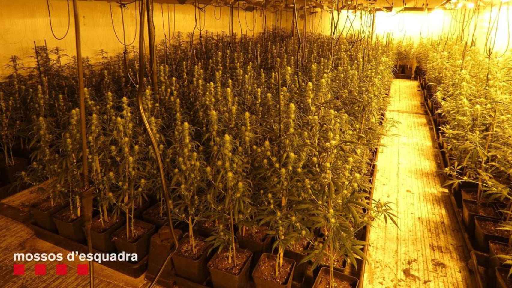 Una plantación de marihuana desmantelada por la policía catalana, como la de Girona y Suiza / EUROPA PRESS