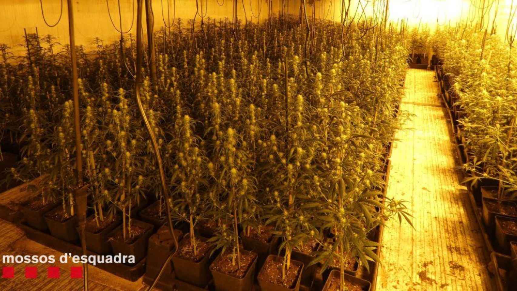 Esta es la plantación de marihuana encontrada por los Mossos en Lleida / MOSSOS