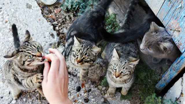 Una foto de archivo de gatos callejeros / CD
