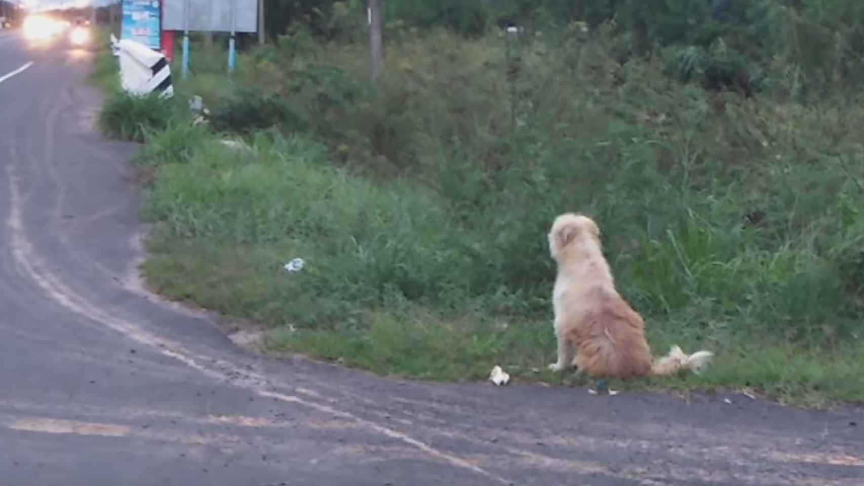 El perro que esperó a sus dueños durante cuatro años / YOUTUBE