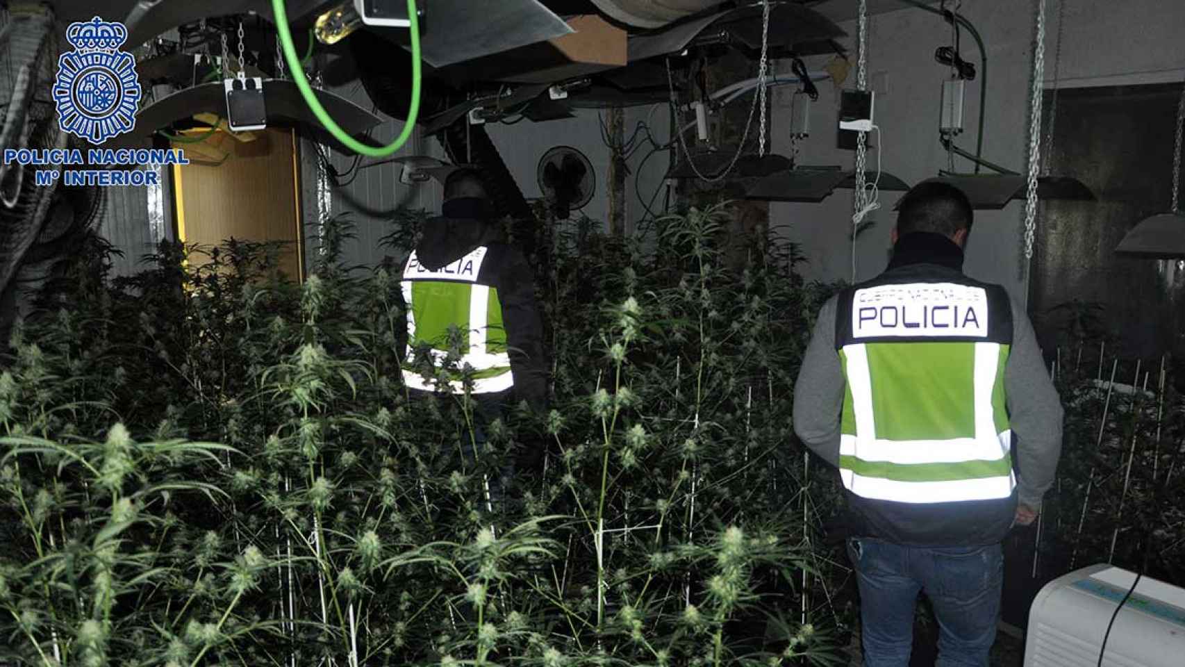 La Policía desmantela una plantación de marihuana en una nave en Polinyà / POLICIA