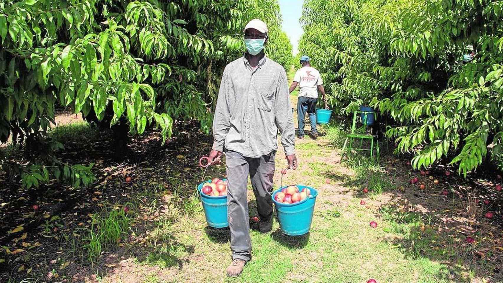Trabajadores del campo, entre los que se van a hacer cribados para asegurar la campaña de la fruta / EFE