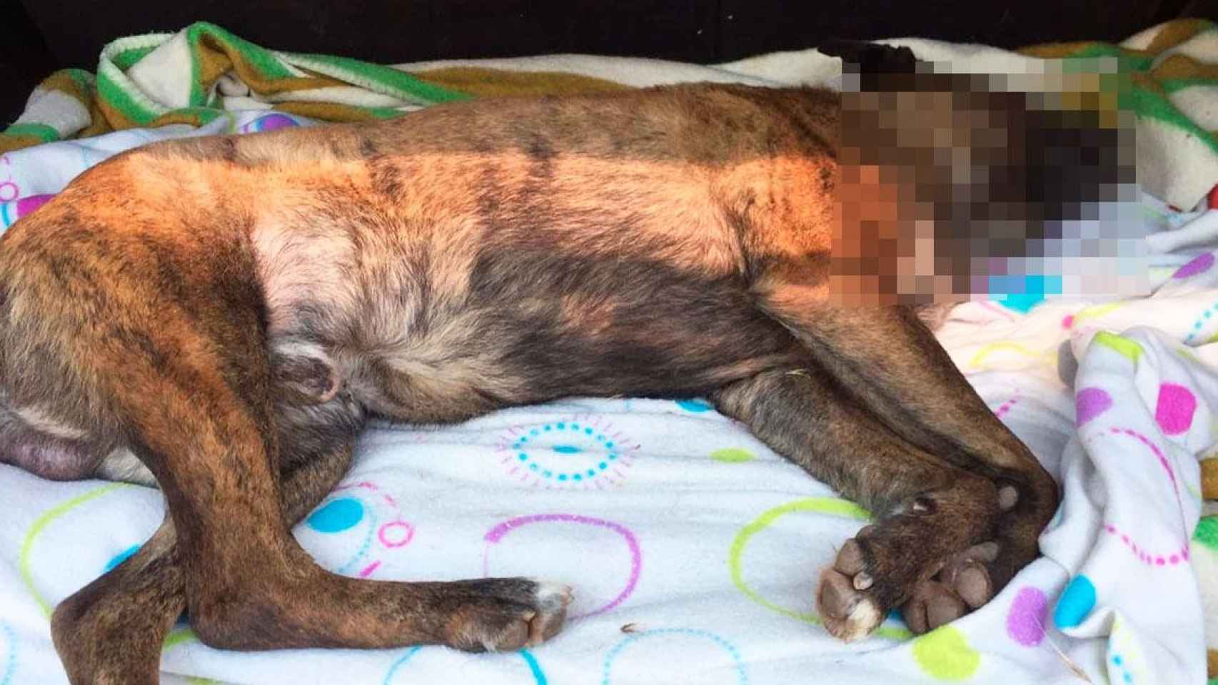 El perro que habría fallecido por los petardos que lanzaban vecinos de Manresa (Barcelona) / CG