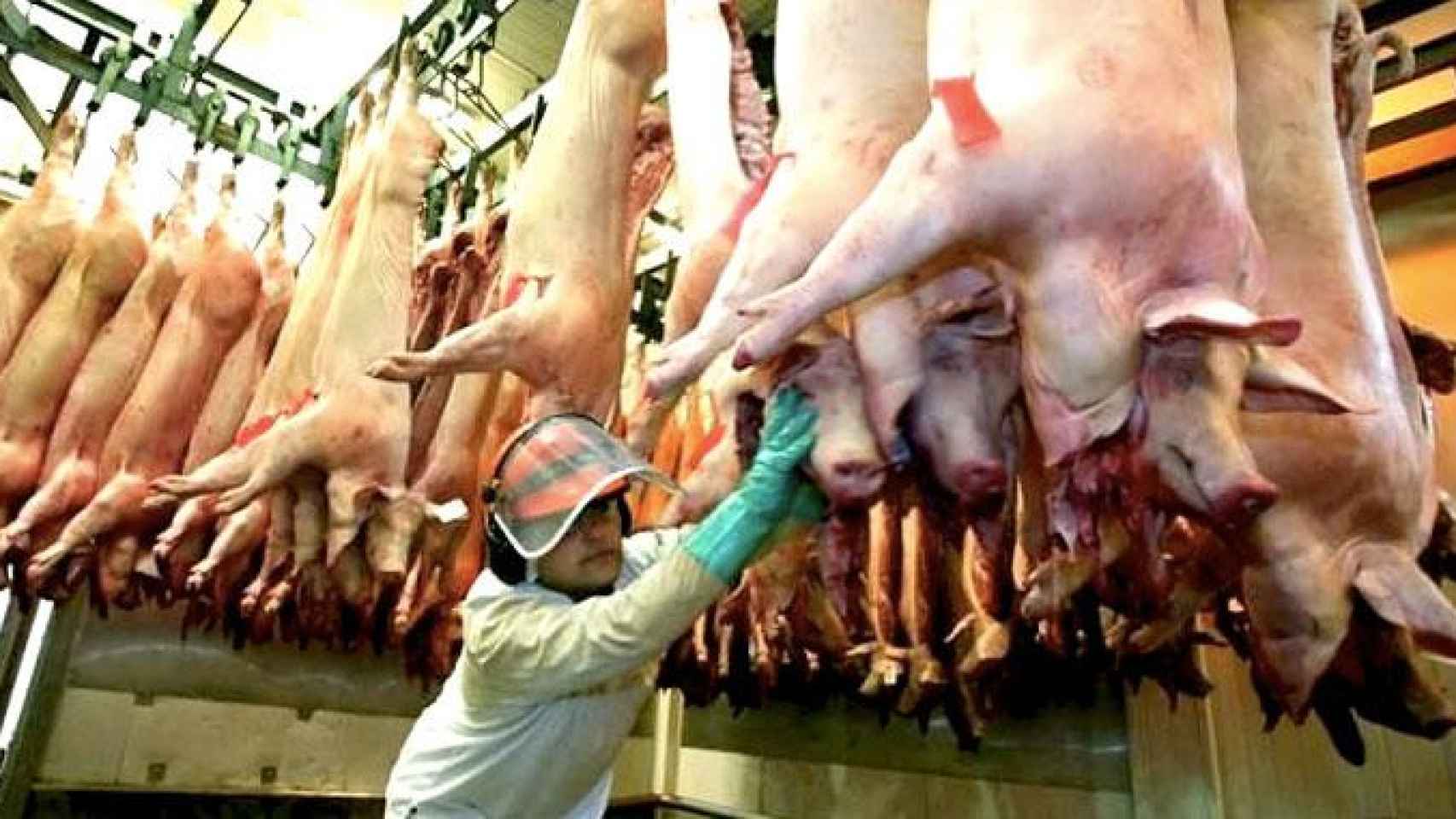 Un operario manipula carne de cerdo / EFE