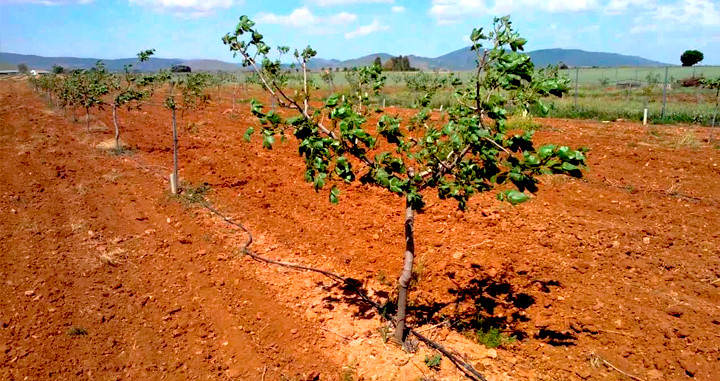 Plantación de pistacheros, el árbol del pistacho, en Castilla-La Mancha
