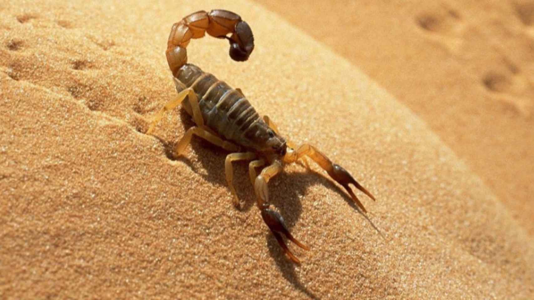 Un escorpión venenoso en la arena de la playa