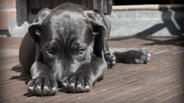 Un perro posa en una terraza con gesto triste / CG