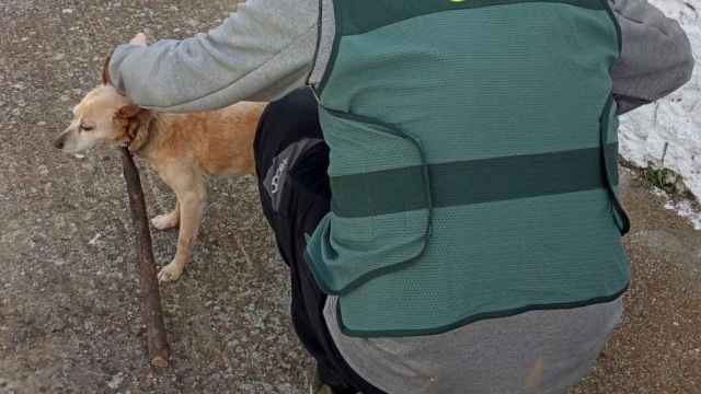 Un agente de la Guardia Civil rescata al perro maltratado / EP
