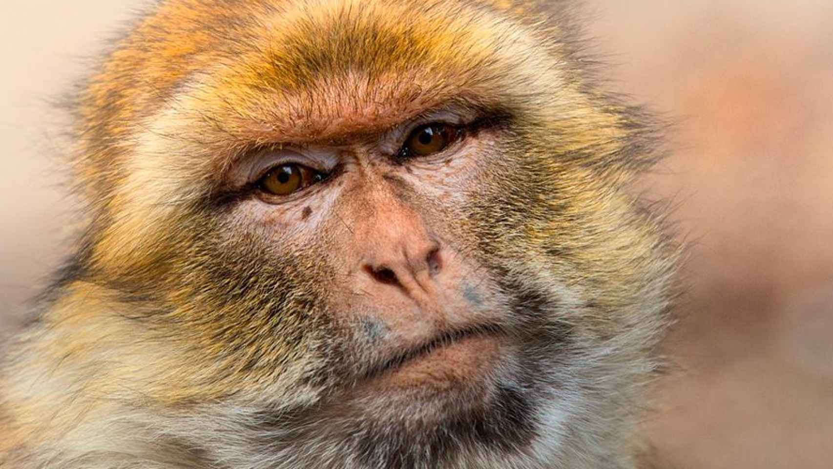 Fotografía de un mono