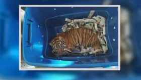 Una foto del tigre en el momento de su hallazgo en una caja