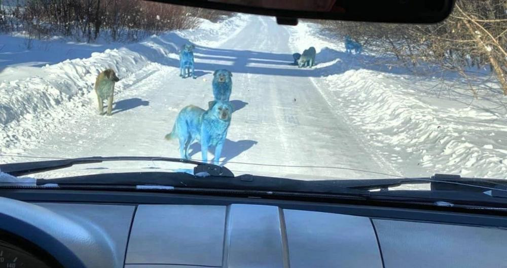 Los perros azules encontrados en la ciudad rusa de Dzerzhinsk / TWITTER