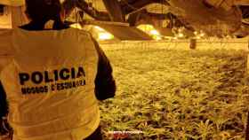 Cultivo de marihuana desmantelado en Segur de Calafell, como los intervenidos en Girona, donde una organización criminal cultivaba para distribuir de forma internacional/ MOSSOS