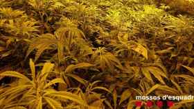 Una plantación de marihuana desmantelada por los Mossos como la de esta mañana en Badalona / MOSSOS