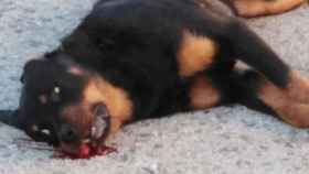 El perro abatido por un policía en Calafell / FACEBOOK
