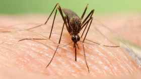 Un ejemplar de mosquito 'Aedes japonicus' como el encontrado en Asturias / ECDC - MOSQUITO ALERT