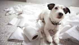 Un cachorro junto a papel de WC