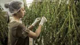 Una mujer seca varias plantas de marihuana / CG