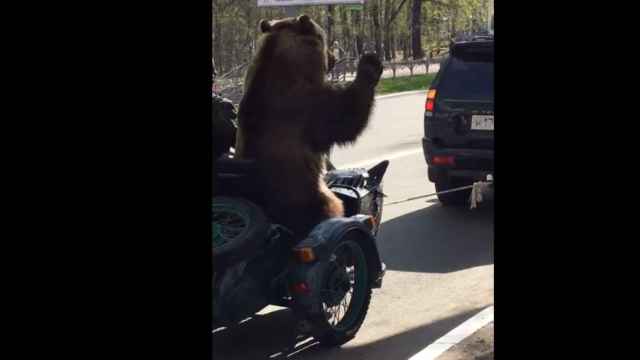 El oso se subió al sidecar sin problemas