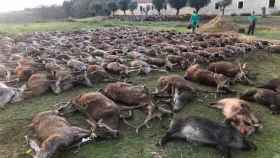 Animales abatidos en una cacería en Portuga /l TWITTER