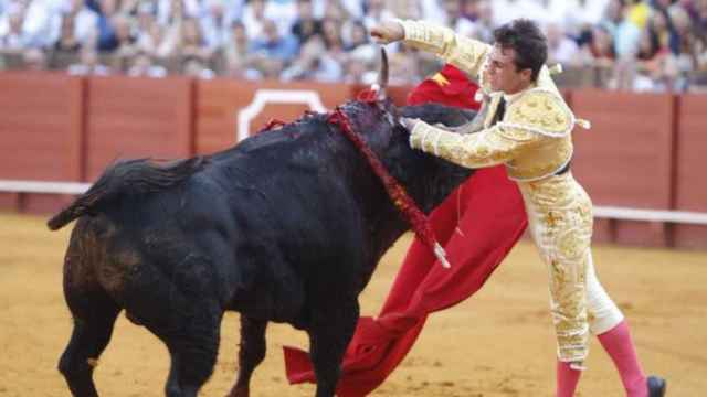 Rafael Serna cuando el toro le ha corneado