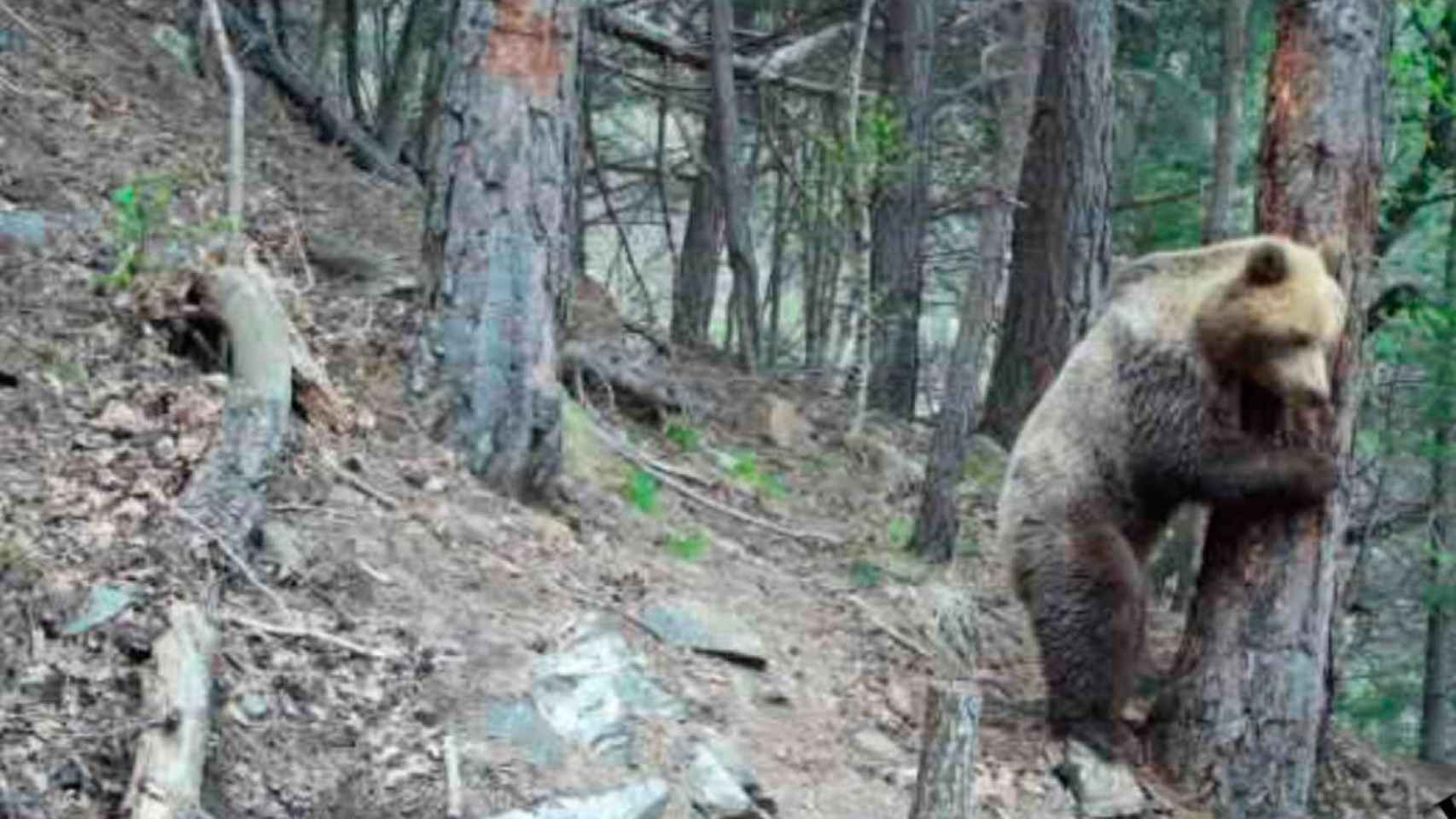 Imagen de un oso pardo en el Pallars Sobirà / AGENTES RURALES