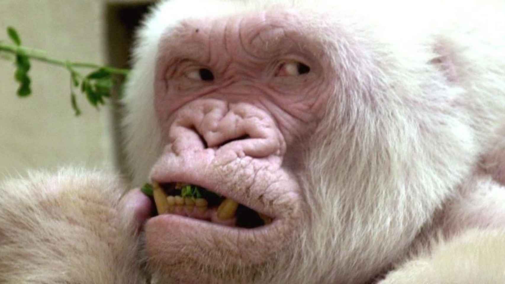 Copito de Nieve, el gorila albino que durante décadas fue icono del Zoo de Barcelona / ARCHIVO