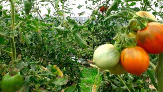 Tomates de Sorrento en la comarca catalana del Maresme