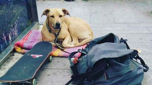 Una foto de la perra 'Sota' hecha por su dueño