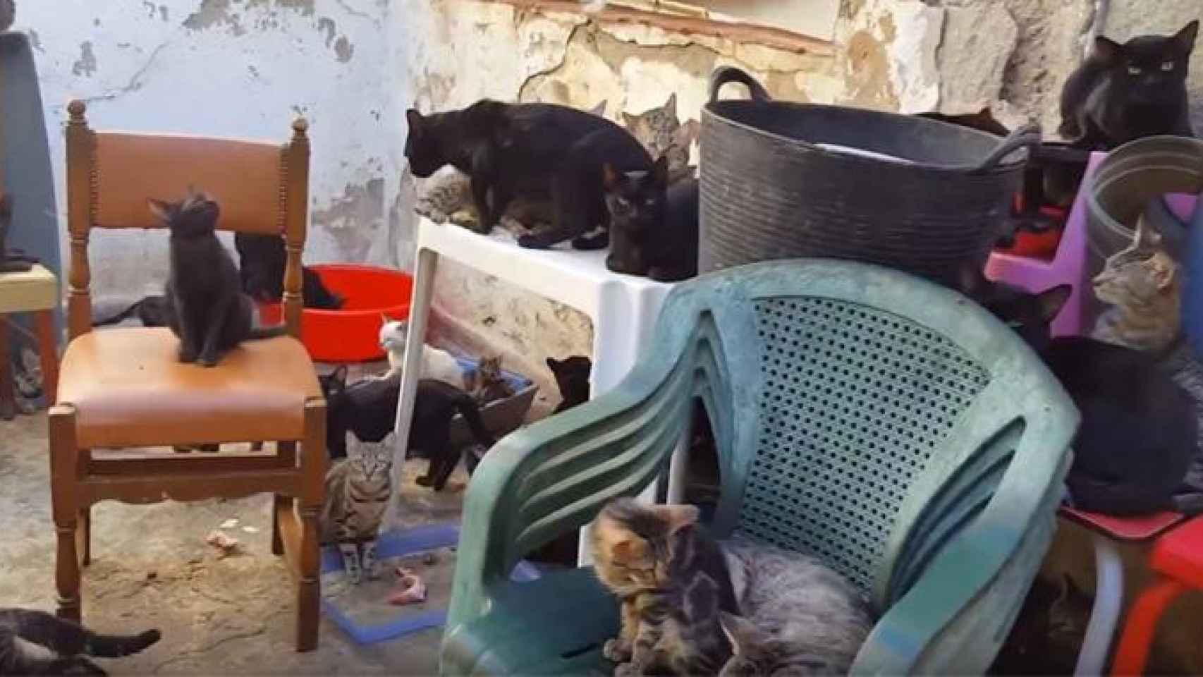 Varios de los más de 100 gatos hacinados en la casa de Málaga / EP