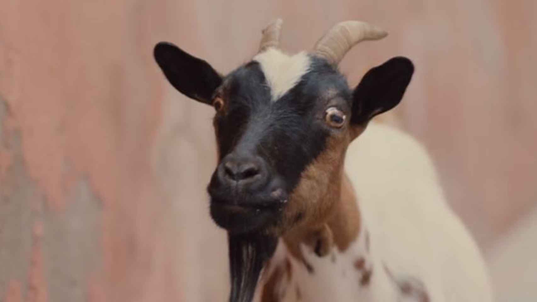 Una cabra en el vídeo de Google Trips, publicado el lunes / CG