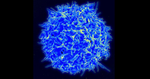 Célula T, una aliada contra el cáncer / NIAID