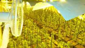Plantación de marihuana en Prades (Tarragona) con 1.293 plantas / EP