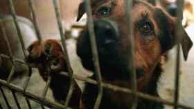 Un cachorro espera ser adoptado en un centro de acogida de animales. / EFE