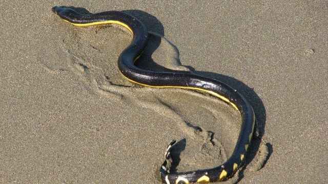 Una serpiente en la arena / EP